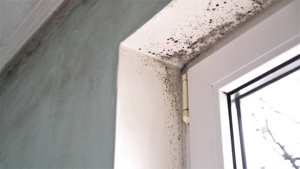 Best Black Mold Removal  in Kittery Point, ME